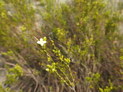 Lachnaea axillaris