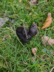 Helvella lacunosa