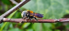 Megachile bicolor