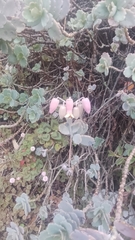 Kalanchoe fedtschenkoi