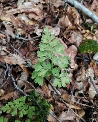 Asplenium dareoides