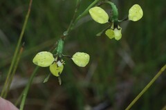 Diuris abbreviata