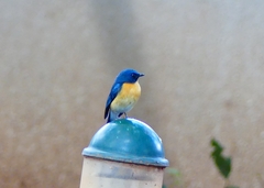 Cyornis tickelliae