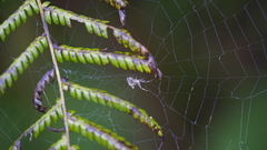 Philoponella congregabilis