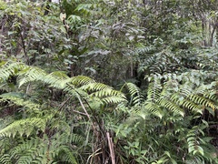 Diplazium dilatatum