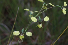 Diuris abbreviata