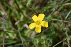 Oxalis perennans