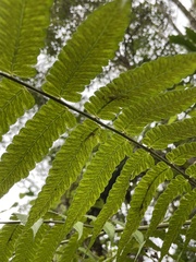 Diplazium dilatatum