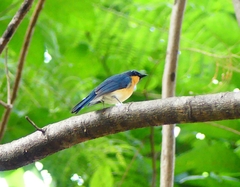 Cyornis tickelliae