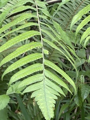 Diplazium dilatatum