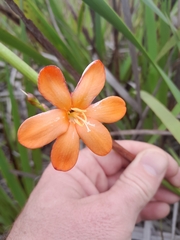 Pillansia templemannii