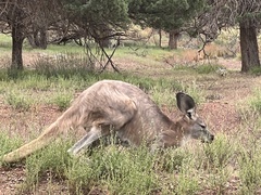 Osphranter robustus erubescens