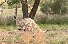 Osphranter robustus erubescens