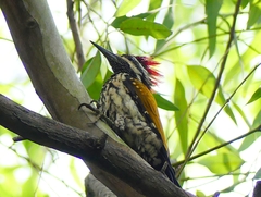 Dinopium benghalense