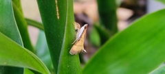 Spilomelini