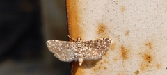 Spilomelinae