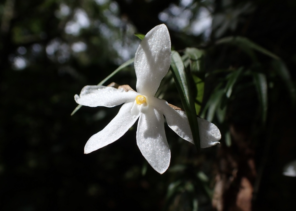 Dendrobium furcatum Reinw. ex Lindl. 4