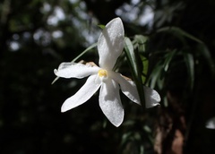 Dendrobium