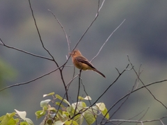 Mitrephanes phaeocercus