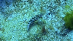 Parapercis australis