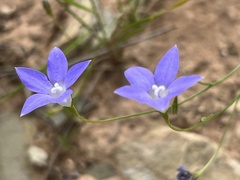 Wahlenbergia capillaris