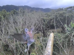 Streptopelia tranquebarica humilis
