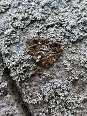 Melanelixia subaurifera