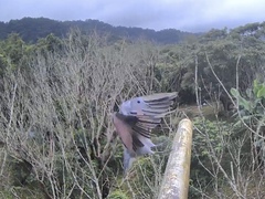 Streptopelia tranquebarica humilis