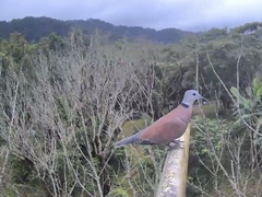 Streptopelia tranquebarica humilis