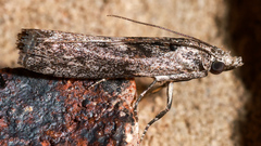 Sciota melanostyla