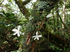 Dendrobium