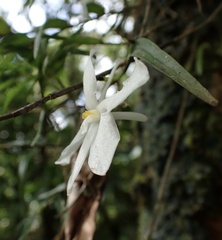 Dendrobium