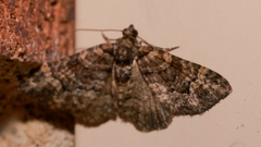 Eucymatoge peplodes