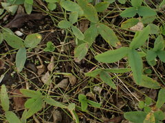 Glycine tabacina