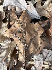 Macrodiplosis qoruca