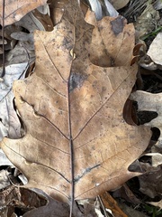 Macrodiplosis qoruca