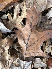 Macrodiplosis qoruca