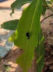Graphium agamemnon