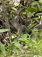 Tupinambis teguixin