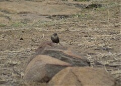 Ptyonoprogne fuligula