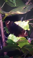 Erebus hieroglyphica