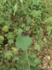 Parnara guttata batta