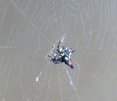 Gasteracantha geminata