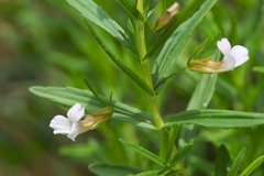 Gratiola officinalis