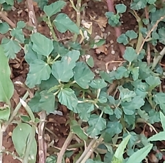 Melochia corchorifolia