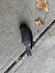 Junco hyemalis