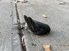 Junco hyemalis