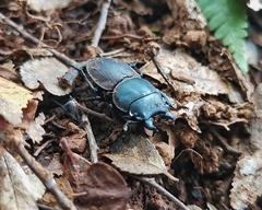 Apterodorcus bacchus