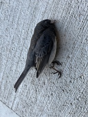 Junco hyemalis