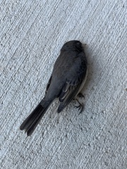 Junco hyemalis